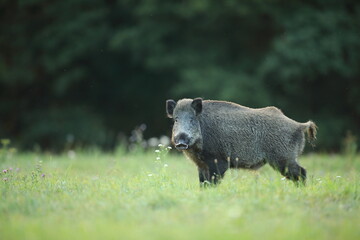 Dzik euroazjatycki, dzik, (Sus scrofa) © Bartosz Rakoczy