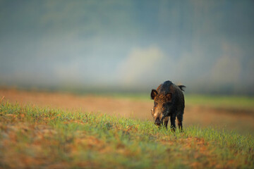 Dzik euroazjatycki, dzik, (Sus scrofa) © Bartosz Rakoczy