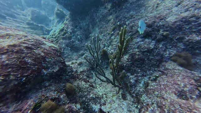 4k video of a Foureye Butterflyfish (Chaetodon capistratus) in Punta Cana, Dominican Republic