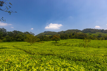 A sprawling tea plantation in Sakleshpur (Karnataka, India)