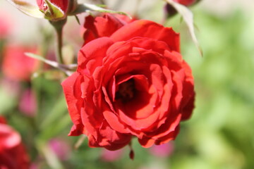 red rose in garden