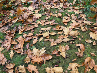 Autumn Oak Leaves