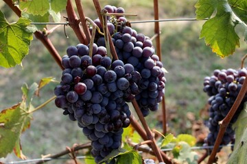 red grapes on vine