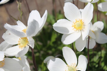 snowdrop windflowers in the garden