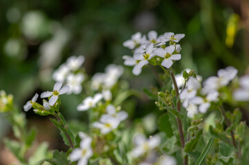 Arabis caucasica arabis mountain rock cress springtime flowering plant, causacian rockcress flowers with white petals in bloom