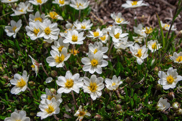 Dryas octopetala eightpetal mountain avens flowering plant, bright white dryad in bloom with green leaves on stones