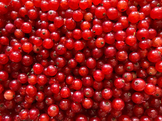 Red currants, natural, bright red background
