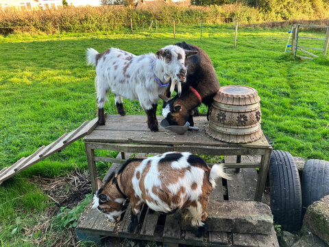 Adorable pet pygmy goats, outdoors