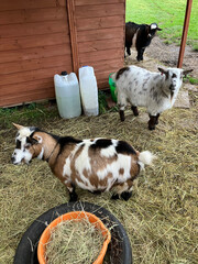 Cute pets, three pygmy goats outdoors