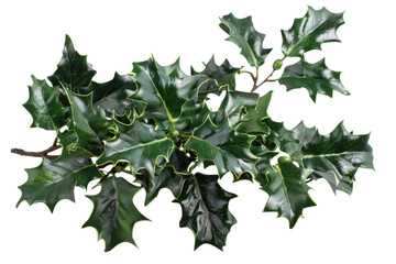 Christmas Holly Cluster with Bright Red Berries and Green Leaves Isolated transparent background
