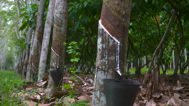 Extraction of rubber from rubber trees
