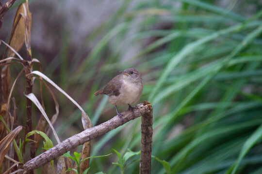 Southern House Wren, Troglodytes musculus, Corru&iacute;ra