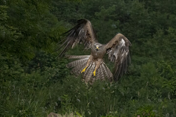 A majestic black kite flying inside a forest and preparing to land on the ground