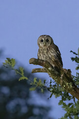 Image of a tawny owl in the last hours of the day stalking its prey on top of a tree