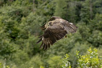 Scene of a buzzard flying over a lush green forest