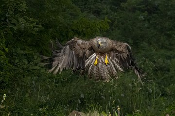 A majestic black kite flying inside a forest and preparing to land on the ground