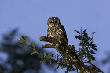Image of a tawny owl in the last hours of the day stalking its prey on top of a tree