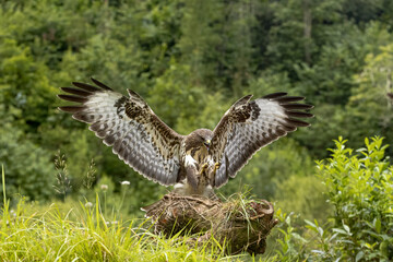 Scene of a buzzard with its wings open flying in a forest just before landing on a log lying on the ground