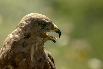 Fototapeta premium Close-up of a buzzard with its beak open and tongue raised while screaming