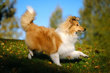 Sable Shetland sheepdog or Sheltie in autumn