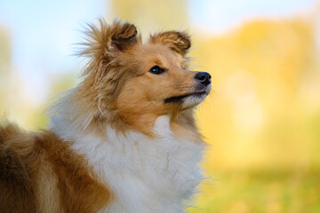 Sable Shetland sheepdog or Sheltie in autumn
