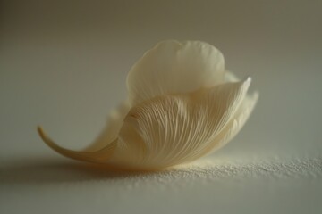 Naklejka premium Close-up of a single, delicate, creamy-white flower petal with subtle texture and soft lighting against a muted background.