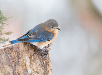 bluebird on perch