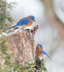 two bluebirds on perch