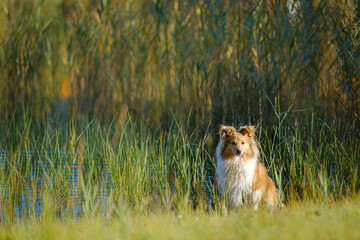 Sable Shetland sheepdog or Sheltie in autumn