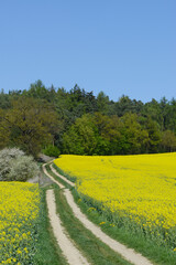 Raps,  Winterraps,  Brassica napus L.,  Blüte