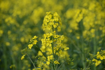 Raps,  Winterraps,  Brassica napus L. Blühbeginn