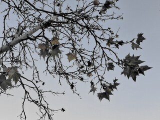 scenic winter view of bare plane tree branches