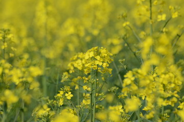 Raps,  Winterraps,  Brassica napus L. Blühbeginn