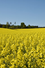 Raps,  Winterraps,  Brassica napus L.,  Blüte