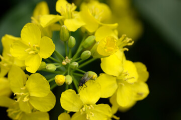 Raps,  Winterraps,  Brassica napus L.,  Erntereif