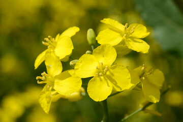 Raps,  Winterraps,  Brassica napus L.,  Erntereif
