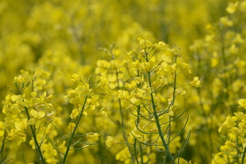 Obraz premium Raps, Winterraps, Brassica napus L., Blüte