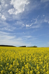 Obraz premium Raps, Winterraps, Brassica napus L., Blüte