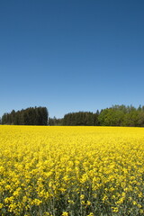 Raps,  Winterraps,  Brassica napus L.,  Bl&uuml;te