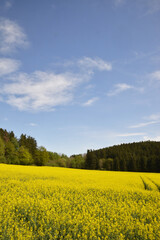 Obraz premium Raps, Winterraps, Brassica napus L., Blüte