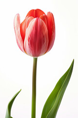 Naklejka premium Single red tulip with a green stem