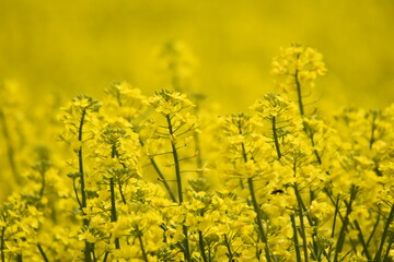 Obraz premium Raps, Winterraps, Brassica napus L., Blüte