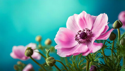Fototapeta premium Stunning close-up of delicate pink anemone flowers against a vibrant teal background. Perfect for greeting cards, websites, or any project needing a touch of natural elegance and serenity.