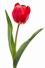 Red tulip with a green stem is the main focus of the image