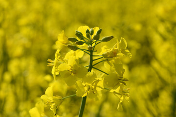 Raps,  Winterraps,  Brassica napus L.,  Erntereif