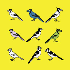  Blue joy bird.
