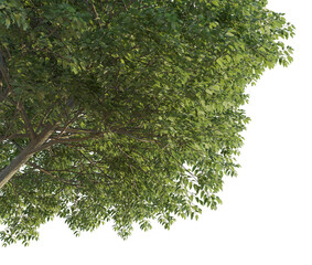 Lonicera maacki tree corner 4k png cutout isolate transparent