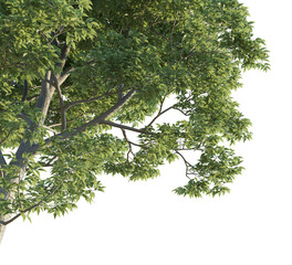 Celtis sinensis tree corner 4k png cutout isolate
