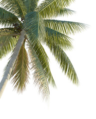 Cocos nucifera tree corner 4k png cutout isolate