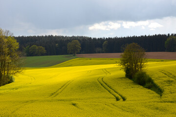 Fototapeta premium Raps, Winterraps, Brassica napus L., Blüte
